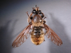 Laphria flava - dorsal