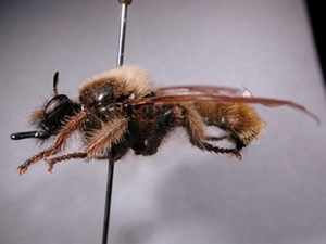 Laphria flava - lateral