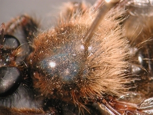 Laphria flava - Thorax - dorsal