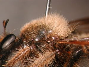 Laphria flava - Thorax - lateral