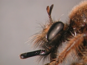 Laphria flava - Kopf - lateral