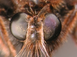 Laphria flava - Kopf - frontal