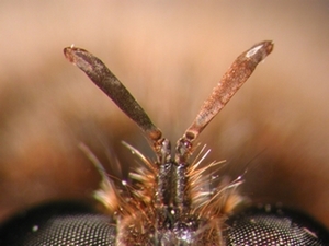 Laphria flava - Antenne