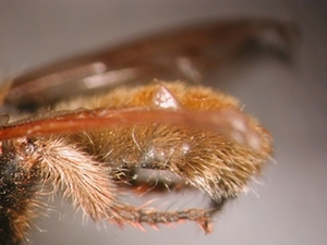 Fig. 3: Laphria flava: Abdomen - lateral