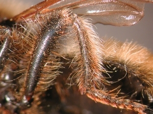 Laphria flava - Hind leg