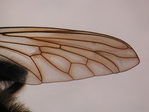 Laphria flava - Wing