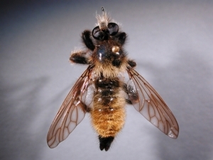 Laphria flava - dorsal