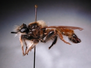 Laphria flava - lateral