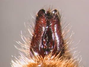 Laphria flava - Hypopygium - dorsal