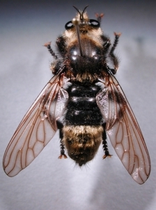 Laphria gibbosa - dorsal