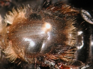 Laphria gibbosa - Thorax - dorsal