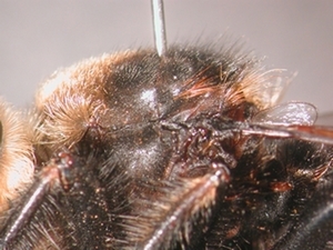 Laphria gibbosa - Thorax - lateral