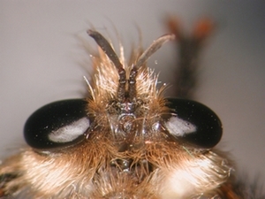 Laphria gibbosa - Kopf - dorsal