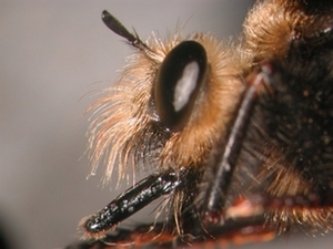 Laphria gibbosa - Kopf - lateral