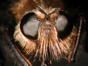 Laphria gibbosa - Kopf - frontal