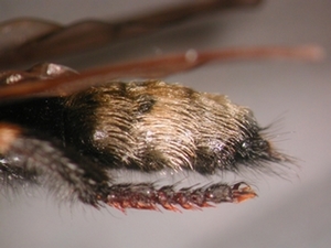 Laphria gibbosa - Abdomen - lateral