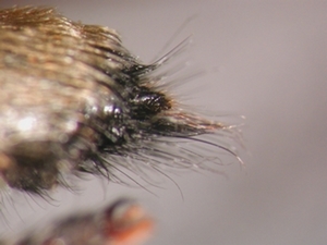 Laphria gibbosa - Ovipositor - lateral