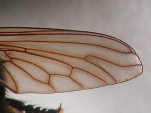 Laphria gibbosa - Flügel