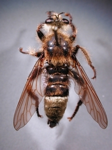 Laphria gibbosa - dorsal