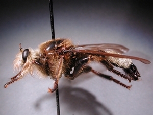 Laphria gibbosa - lateral