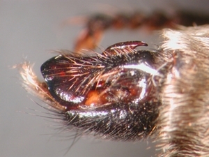 Laphria gibbosa - Hypopygium - lateral