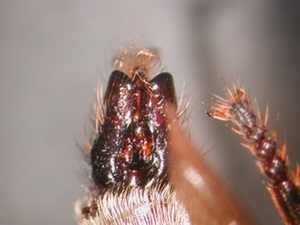 Laphria gibbosa - Hypopygium - dorsal