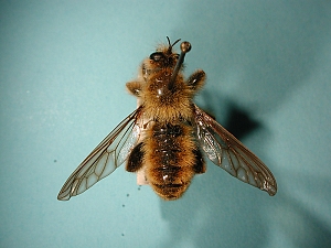 Laphria vulpina - dorsal