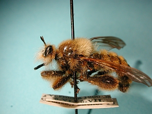 Laphria vulpina - lateral