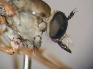 L. cylindrica - male, head - lateral