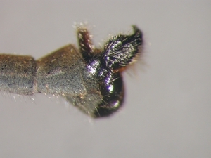 L. cylindrica - Männchen, Hypopygium - lateral