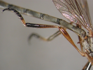 L. cylindrica - male, Hind leg - anterior