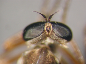 L. cylindrica - Männchen, Kopf - dorsal