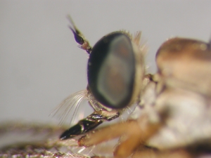 L. cylindrica - male, head - lateral