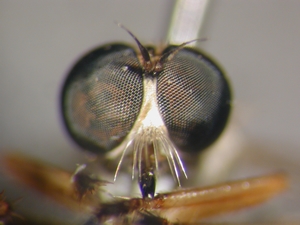 L. cylindrica - head - frontal