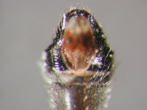 L. cylindrica - Männchen, Hypopygium - dorsal