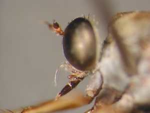 L. guttiventris - head - lateral