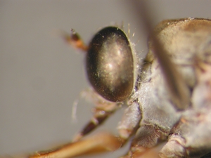 L. guttiventris - head - lateral