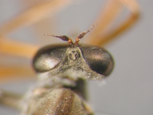 L. guttiventris - head - dorsal