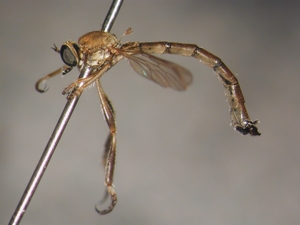 L. pubicornis - lateral
