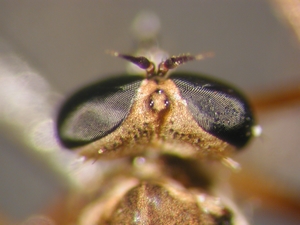 L. pubicornis - head - dorsal