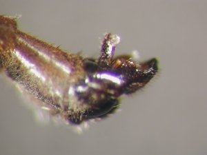 L. pubicornis - Hypopygium - lateral