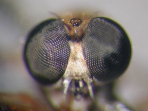 L. pubicornis - head - frontal