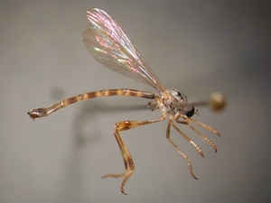 L. subtilis - female - lateral