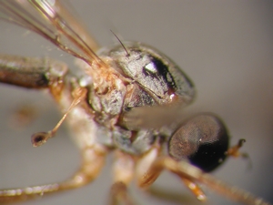 L. subtilis - female, Thorax - lateral