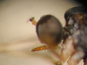 L. subtilis - female, head - lateral