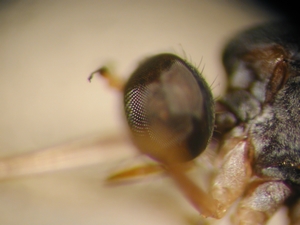 L. subtilis - Weibchen, Kopf - lateral