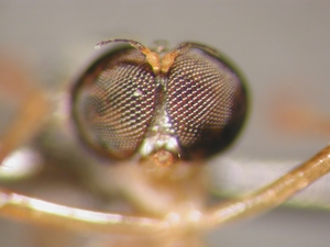 L. subtilis - female, head - frontal