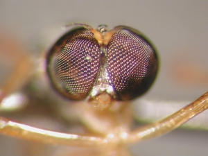 L. subtilis - Weibchen, Kopf - frontal