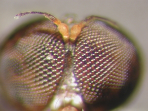 L. subtilis - female, Antenna - ventral