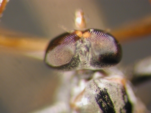 L. subtilis - Weibchen, Kopf - dorsal